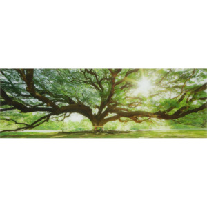 Obraz Skleněný Big Tree Multicolor 33/98/2 cm