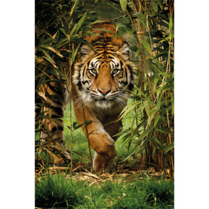 Plakát, Obraz - Tygr - Bamboo, (61 x 91,5 cm)