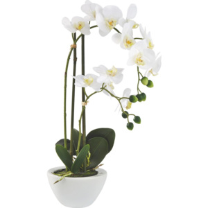 MÖMAX modern living Orchidej Marie 50 cm