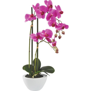 MÖMAX modern living Orchidej Maire 50 cm