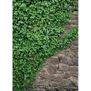 KOMAR | Fototapeta Ivy 4-324 | Rozměr 194 x 270 cm