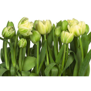KOMAR | Fototapeta květiny - Tulips 8-900 | Rozměr 368 x 254 cm