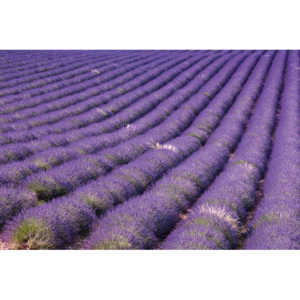 Dimex | Fototapeta na podlahu - Lavender Field | 255 x 170 cm