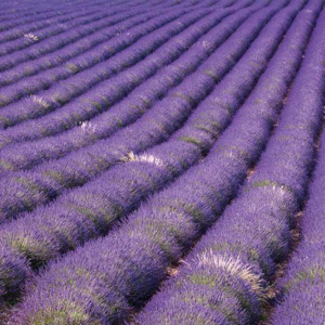 Dimex | Fototapeta na podlahu - Lavender Field | 170 x 170 cm