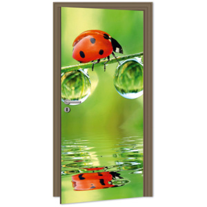 Dimex | Samolepicí fototapeta na dveře - Ladybird (Beruška) | 95 x 210 cm