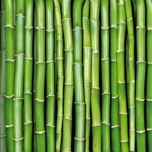 Dimex | Fototapeta na podlahu - Bamboo | 170 x 170 cm
