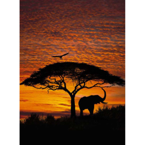 KOMAR | Fototapeta African Sunset 4-501 | Rozměr 194 x 270 cm