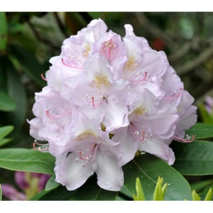RHODODENDRON Album novum 4L 35cm | FAVI.cz