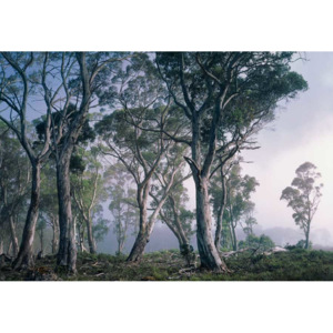 KOMAR | Fototapeta Fantasy Forest 8-523 | Rozměr 368 x 254 cm
