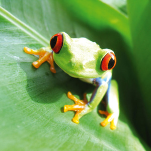 Dimex | Fototapeta na podlahu - Frog | 170 x 170 cm