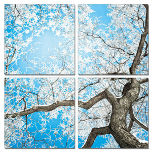 Obraz na zeď - Bílá koruna stromu, (100 x 100 cm)