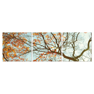 Obraz na zeď - Podzimní koruna stromu, (120 x 40 cm)