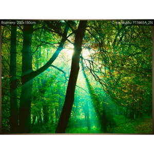 Fototapeta Sluneční paprsky mezi stromy - Pawel Pacholec 200x150cm FT1663A_2N (Různé varianty)