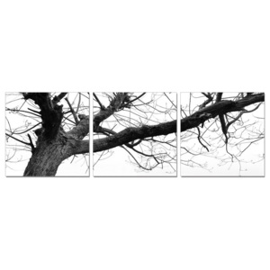 Obraz na zeď - Šedá koruna stromu, (150 x 50 cm)