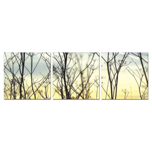 Obraz na zeď - Větve stromu v mlze, (150 x 50 cm)