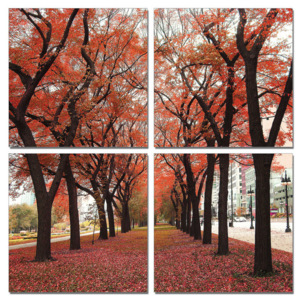 Obraz na zeď - Cestička pokrytá listím ze stromu, (80 x 80 cm)