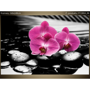 Fototapeta Krásná orchidej mezi kameny 368x248cm FT1380A_8B (Různé varianty)