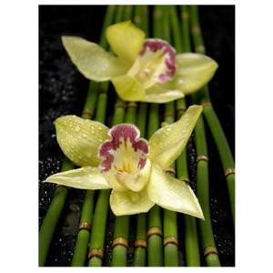 MISDA Obraz na plátně orchideje s bambusem, Vemzu
