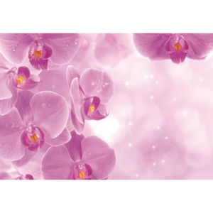C149P8 Fototapeta: Orchideje (1) - 254x368 cm