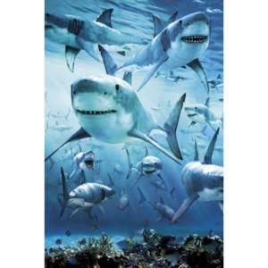 Plakát - Žraloci