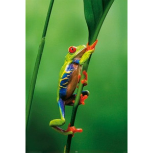 Plakát - Redeyed treefrog
