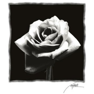 Plakát - Černá růže