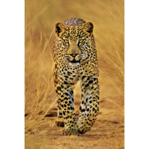 Plakát - Leopard