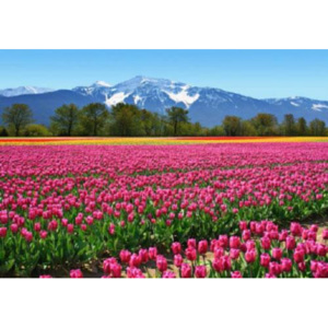 Fototapeta tulipány, rozměr 366 cm x 254 cm, fototapety W+G 137