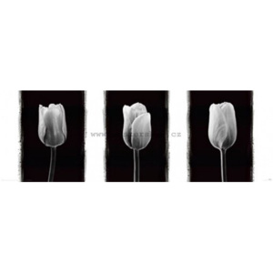 Plakát - Černobílé tulipány