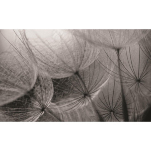 C281P4 Fototapeta: Pampeliška (černobílý detail) - 184x254 cm