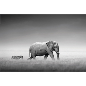 Plakát - Slon a Zebra (černobílý)