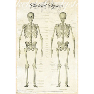 Plakát - Skeletal system