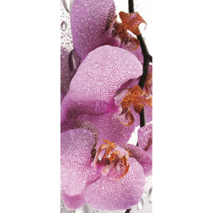 C184VET Fototapeta: Orchidej (2) - 211x91 cm
