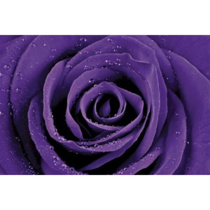 Plakát - Fialová růže