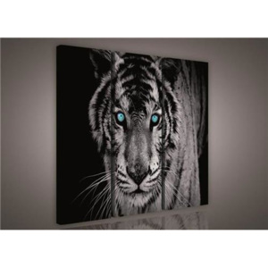 Obraz na plátně tygr tyrkysové oči 130AS6, rozměr 90 x 80 cm, IMPOL TRADE