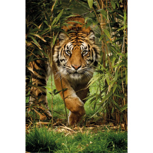 Plakát - Tygr v bambusu
