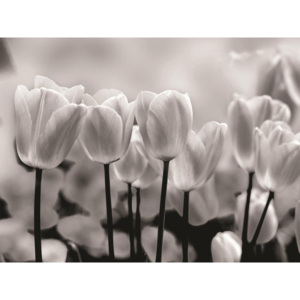 C287P8 Fototapeta: Bílé a Černé Tulipány - 254x368 cm