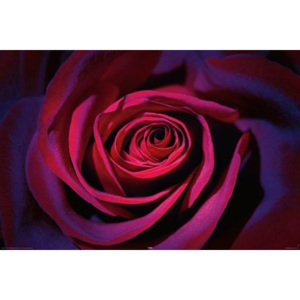 Plakát - Tmavě fialová růže