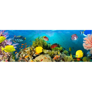 Fototapeta Sea Corals, rozměr 366 cm x 127 cm, fototapety mořský svět 00860, W+G