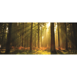 C576VEP Fototapeta: Východ slunce v lese - 104x250 cm