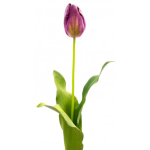 Kelly Hoppen Dekorační tulipán fialový - set 2