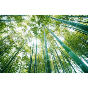C150P4 Fototapeta: Les bambusu - 184x254 cm