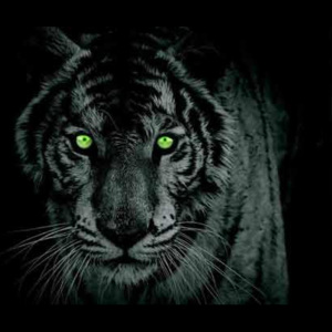 Vliesová fototapeta tygr zelené oči, rozměr 312 cm x 219 cm fototapety IMPOL TRADE 153GVE