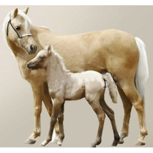 IMAGICOM Samolepka na zeď Kůň a hříbátko 65x70 cm