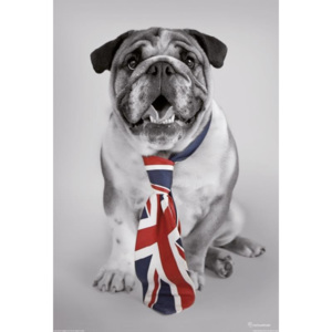 SHH interiors Fototapeta: Britský bulldog - 158x232 cm