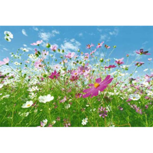 Fototapeta Flower Meadow, rozměr 366 cm x 254 cm, fototapety W+G 281