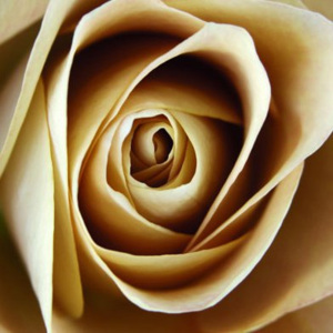 Obraz na skle - Béžová růže
