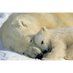 Fototapeta National Geographic Polar Bears, rozměr 184 cm x 127 cm, fototapety Komar 1-605