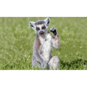 C3623P8 Fototapeta: Lemur - 254x368 cm