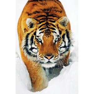 Plakát - Tygr (sníh)